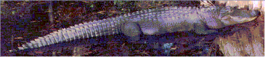 Why does this alligator look so happy?